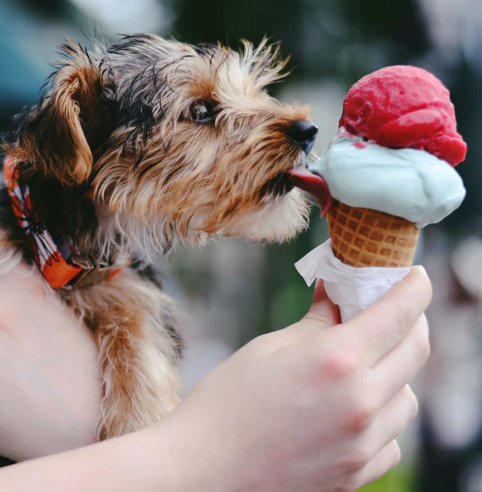 Girl with ice cream